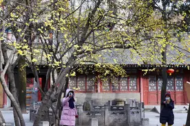 西安迎来极寒天气 一寺庙腊梅飘香惹人醉图片