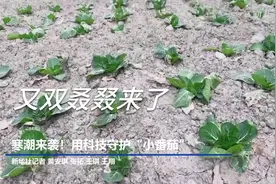 寒潮来袭！用科技守护"小番茄"视频封面