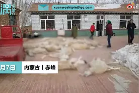 内蒙古赤峰狼群夜袭羊圈咬死26只羊，养殖户当场痛哭，网友：太残忍图片