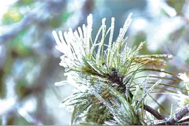 赏冰景、堆“雪人……”柳州古亭山顶披“银装”时隔两年再现雨凇景观图片