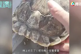 求生欲爆表！冻僵乌龟下锅后突然苏醒，网友：实在装不下去了图片