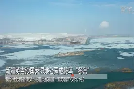 新疆英吉沙国家湿地公园成候鸟“冬宫”视频封面