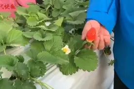 白色草莓，想尝尝吗？图片