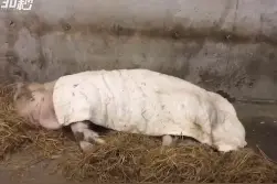 经历汶川地震的“猪坚强”现状如何？记者现场探访：它在烤火睡觉图片