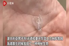 澳大利亚男子在海滩发现神秘生物 全身透明触角清晰可见图片
