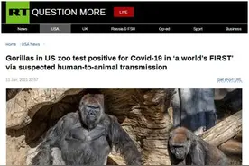 美加州动物园3只大猩猩新冠阳性，外媒：可能系该物种全球首批新冠病例图片