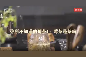 你所不知道的莓茶｜莓茶是茶吗？图片