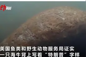 啥情况？美国一只海牛背上被刻特朗普名字，当地已展开调查，评论区亮了图片
