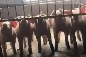 5只猪协力拱铁门出逃失败，画面太有喜感了！网友：果然猪队友图片