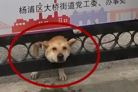 宠物狗头卡进小区门孔，获消防解救后带着铁圈回家啦视频封面