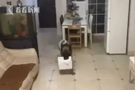 这只深圳狗狗火了！在家监督小主人写作业，还敢拿衣架“伺候”图片