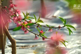 山东沂南：隆冬桃花灼灼开视频封面