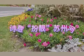 诗意“扮靓”苏州河视频封面