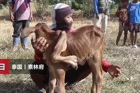 泰国牛犊天生5条腿，当地人祭拜并坚信能带来好运图片