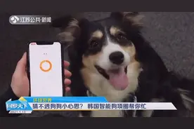 猜不透狗狗小心思？韩国智能狗项圈帮你忙，判断萌宠心情有新方法视频封面