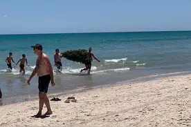 澳大利亚一海滩响起“鲨鱼警报”结果发现是一棵废弃圣诞树图片