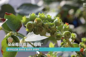 朵朵莓花喜上“莓梢”视频封面