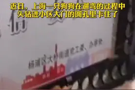 宠物狗头卡小区铁门惊动消防，主人：它看到外面有只狗就激动了图片