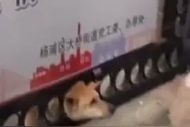 宠物狗头卡小区铁门惊动消防，主人：它看到外面有只狗就激动了图片