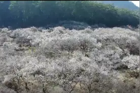 寒冬暗香，惠东梅花以盛放相邀！错过等一年图片