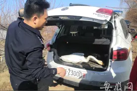淮南天鹅死亡后续：警方已抓获一名嫌疑人图片