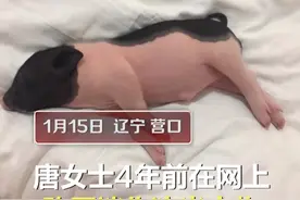 迷你宠物猪4年暴长到350斤，主人挺无奈：卖家说长不大啊图片