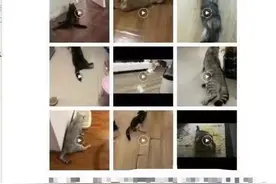 网友爆料猫粮“致宠物瘫痪”涉事企业澄清称产品安全 送检结果合格图片
