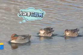 组团过冬！12只稀有“花脸鸭”首次“闪现”烟台长岛保护区图片