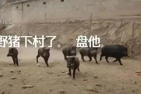 仁怀这个村野猪成群进村！当地村委会：“很头疼”图片