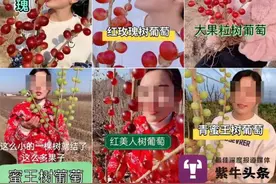 颠覆认知？网上叫卖草莓长在树上！网友嘲讽：科学家都要找他们学技术图片