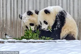 熊猫戏雪萌萌哒图片