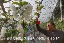 山东烟台：樱桃花盛开果农授粉忙视频封面