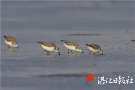 湛江发现28只极危鸟类勺嘴鹬图片