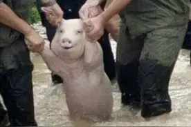 猪肉为什么会有腥味？图片