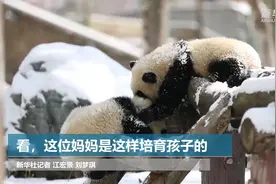 看，这位妈妈是这样培育孩子的视频封面