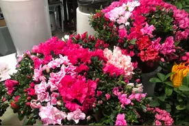 50多万盆、百万束年宵花上市，今年价格便宜了图片