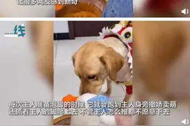 狗子泡脚上瘾，不让泡就哼哼唧唧撒娇推都推不走，最后表情亮了图片