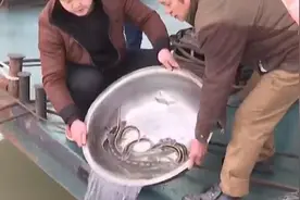 泸州纳溪段发现大量长江鲟，专家：应有鲟鱼育幼场存在视频封面