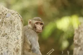 缅甸：疫情肆虐 猴子挨饿图片