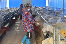 品牌养殖助增收图片