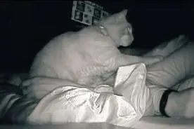 女子睡醒感到疲惫 查看监控发现自家猫半夜打了她4小时图片