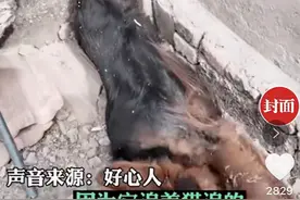 可怜！大狗追猫被卡墙缝8天瘦成皮包骨，幸得好心人搭救捡回一条命图片