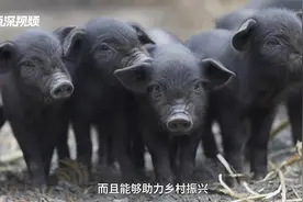 物产中国·对话县长｜王凉萍：40万头乌金猪订单为啥不敢签图片