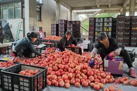 云南双柏县6300亩西红柿种植让群众搭上致富快车图片