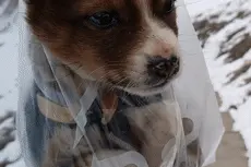 可可爱爱！边防战士巡逻路上捡到小奶狗图片