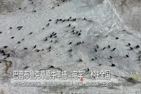 巴音布鲁克草原牛羊搭“电车”飞往全国视频封面
