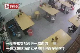 二师兄又调皮了！野猪闯进达州一家面馆，女子吓得连连摆手，野猪撒腿就跑图片