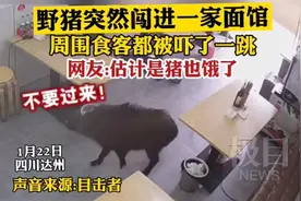 吓人！野猪闯进一家面馆，顾客吓得大叫图片