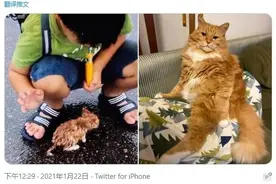 捡来的小奶喵如今变大佬。网友分享捡猫经历，画风好像开盲盒图片