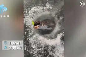 罕见！东北大哥钓上“金蟾抱鲤”，钓友：钓了十多年第一次遇到图片